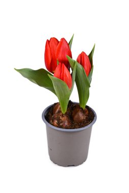 Kırmızı Tulipa Kırmızı Cennet, beyaz arka planda saksı çiçekli lale.