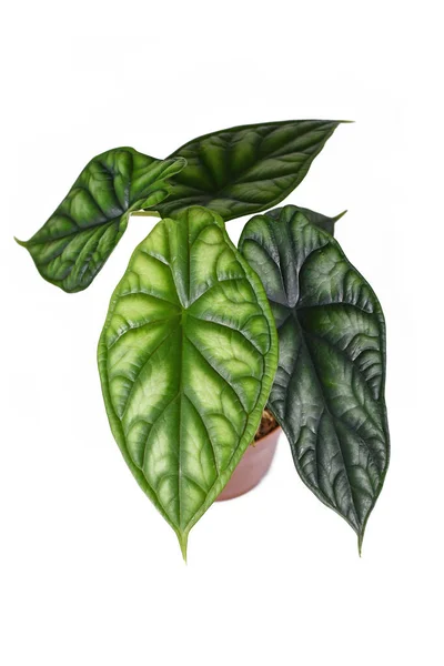 Tropische Alocasia Baginda Dragon Scale Zimmerpflanze Blumentopf Mit Neuem Hellgrünem — Stockfoto