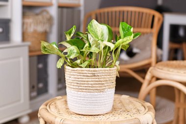 Tropikal 'Epipremnum Aureum Manjula' pothos saksısı oturma odasındaki masada çiçek saksısında.