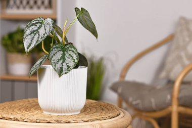 Küçük egzotik 'Philodendron Brandtianum' ev bitkisi. Masadaki çiçek saksısında gümüş desenli. 