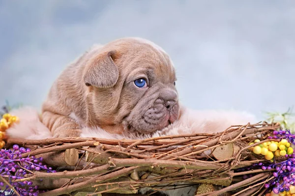 Lilla Red Fawn Cane Bulldog Francese Cucciolo Nido Animale Decorato — Foto Stock