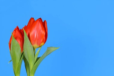 Mavi arkaplanın yanında çiçek açan kırmızı lale çiçekleri.