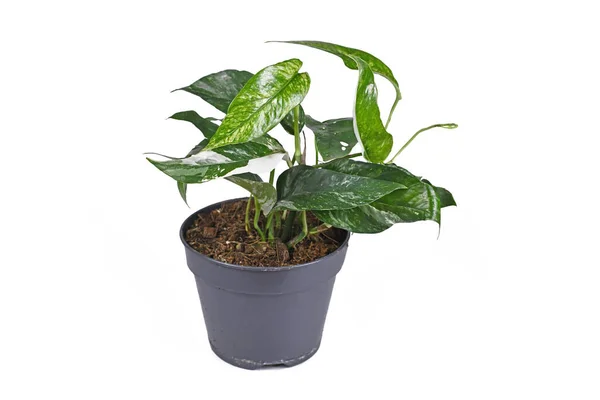 Planta Tropical Epipremnum Pinnatum Variegata Com Folhas Estreitas Com Manchas — Fotografia de Stock
