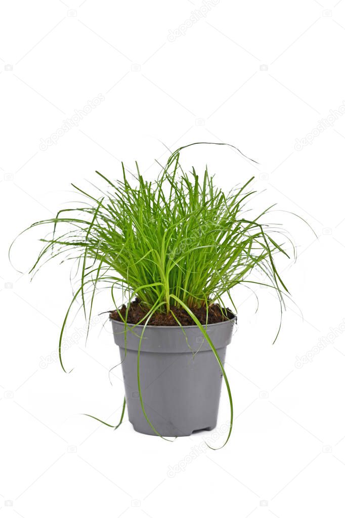 Potted 'Cyperus Zumula' cat grass used for cat to help them throw up hair balls on white background