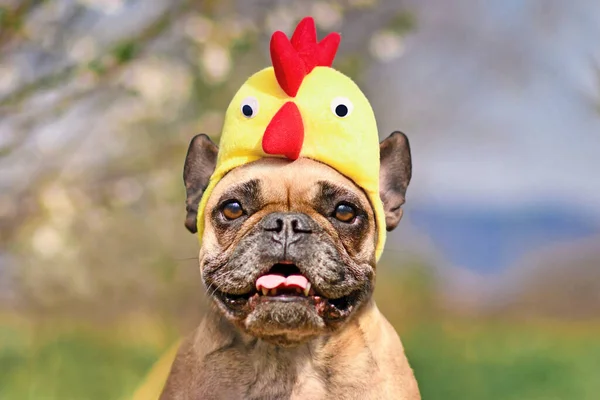 Funny French Bulldog dog wearing Easter costume chicken hat