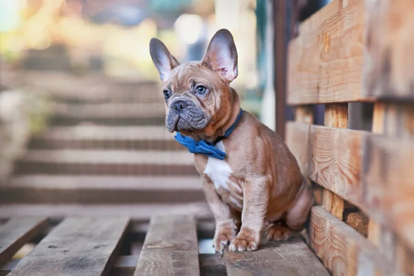 Azul Rojo Cervatillo Francés Bulldog Cachorro Con Pajarita Azul — Foto de Stock