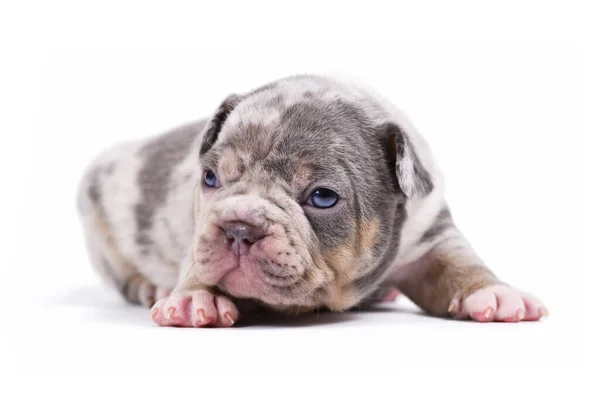 Merle Tan Franse Bulldog Puppy Witte Achtergrond — Stockfoto