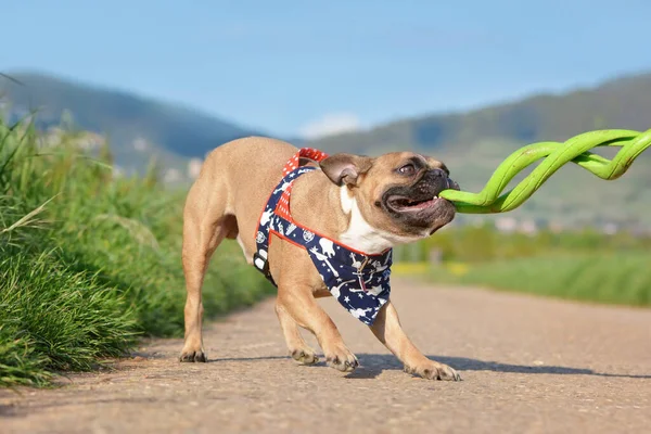 Französische Bulldogge Spielt Schlepper Mit Grünem Spiralspielzeug — Stockfoto