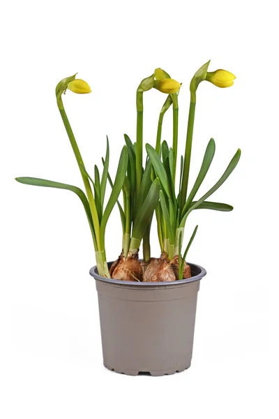Zwiebelfrühlingspflanze Narcissus Cyclamineus Tete Boucle Noch Nicht Voller Blüte Blumentopf — Stockfoto
