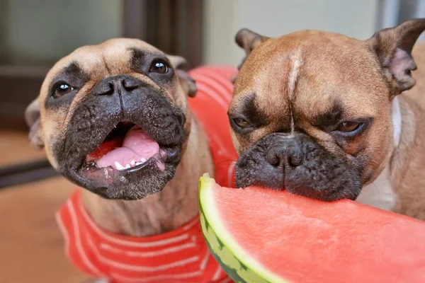 French Bulldog dogs being fed slices of fresh raw watermelon fruit