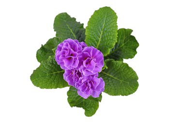 Beyaz arkaplanda çift çuha çiçeğinin üst görünümü