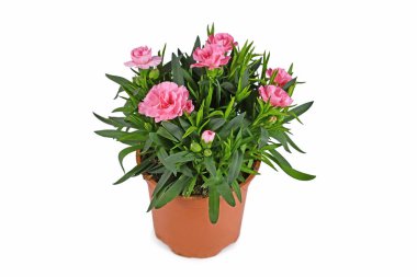 Pembe Dianthus çiçekleri beyaz arkaplanda saksıda