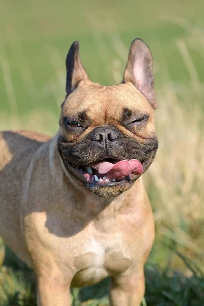 Lindo Perro Bulldog Francés Con Cara Divertida Con Ojo Guiño —  Fotos de Stock