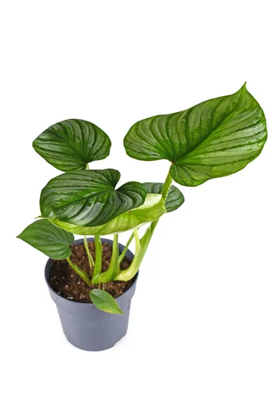 Pianta Appartamento Tropicale Philodendron Mamei Con Motivo Argento Vaso Fiori — Foto Stock