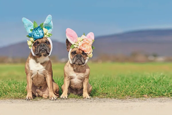 Chiens Bulldog Français Avec Des Oreilles Costume Lapin Pâques Avec — Photo