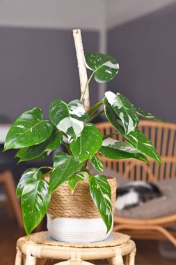 Tropikal 'Philodendron Beyaz Prenses' bitki örtüsü sepetteki beneklerle beyaz çeşitlilikte.