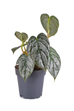 Egzotik Philodendron Brandtianum bitkisi. Beyaz arka plandaki çiçek saksısında gümüş desenli.