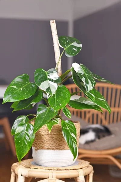 Tropisk Philodendron Vit Prinsessa Krukväxt Med Vit Variegation Med Fläckar — Stockfoto