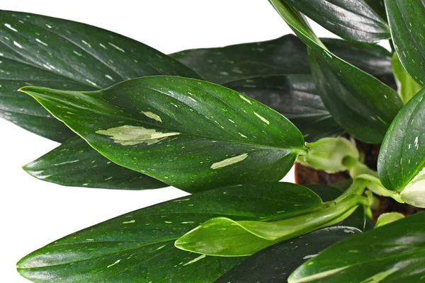 Blad Van Exotische Monstera Standleyana Kamerplant Met Witte Bonte Vlekken — Stockfoto