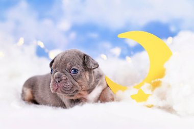 Mavi taba rengi Fransız Bulldog köpekleri dolunay ve yıldızlar arasında