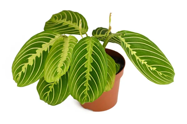 Planta Interior Exótica Rayas Maranta Leuconeura Lemon Lime Maceta Sobre — Foto de Stock