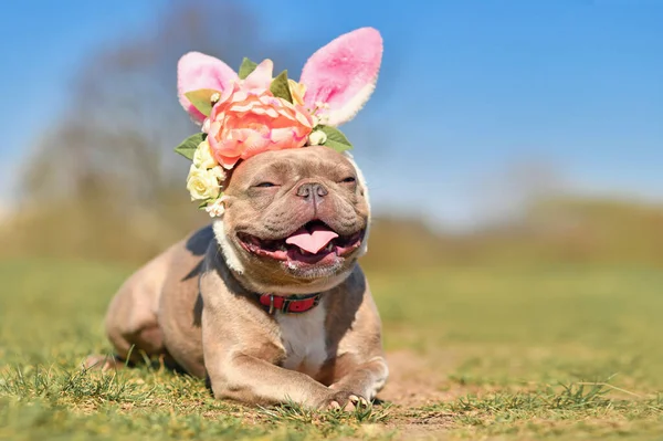 Französische Bulldogge Verkleidet Mit Osterhasenohren Stirnband Mit Blumen — Stockfoto