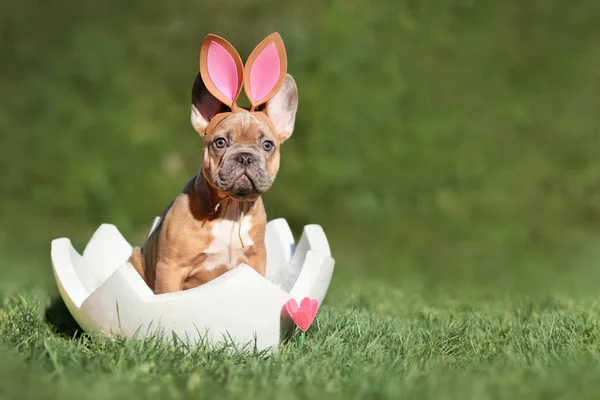 Easter Dog French Bulldog Puppy Sitting Egg Shell Grass Copy — Stock Photo, Image