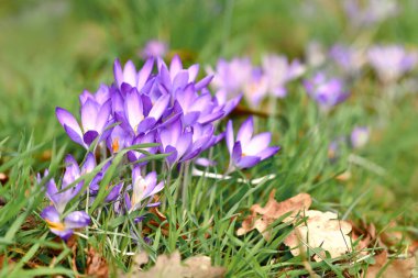 Mor tarla çiçekleri, bulanık çimenlerin üzerinde bahar çiçekleri baharın başlarında çiçek açıyor.