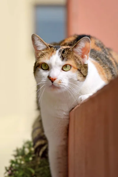Eauropean Krátkosrstý Calico Cat Zelenýma Očima — Stock fotografie