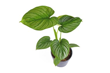 Tropical 'Philodendron Mamei' houseplant with with silver pattern on white background clipart