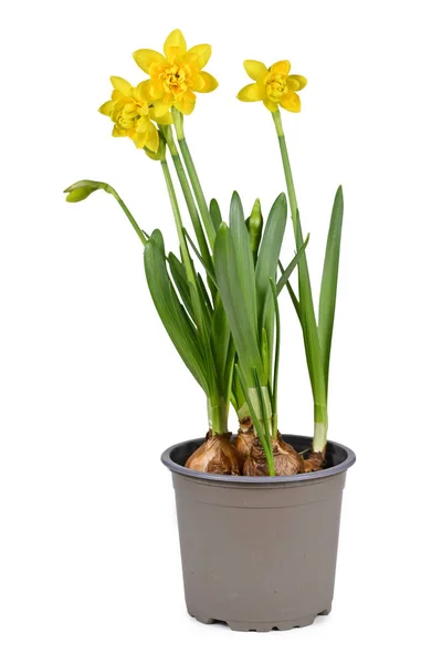 Frühlingspflanze Narcissus Clamineus Tete Boucle Blüht Blumentopf Auf Weißem Hintergrund — Stockfoto
