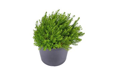 Small 'Hebe Armstrongii' hybrid plant in flower pot on white background clipart