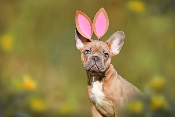 Easter Bunny Dog French Bulldog Puppy Wearing Costume Rabbit Ears — Stock Photo, Image