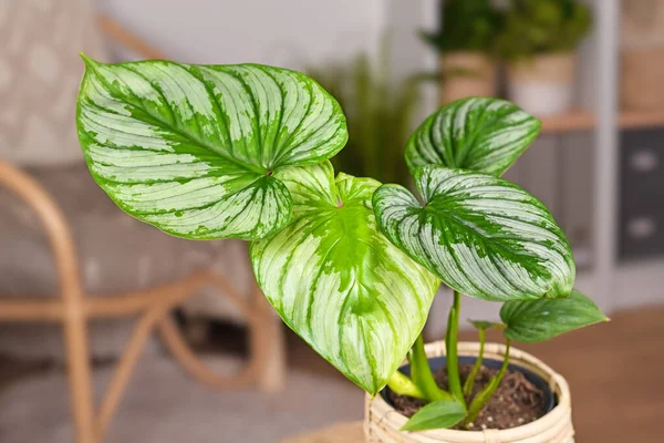 Gümüş desenli tropik Philodendron Mamei bitkisi yaprakları