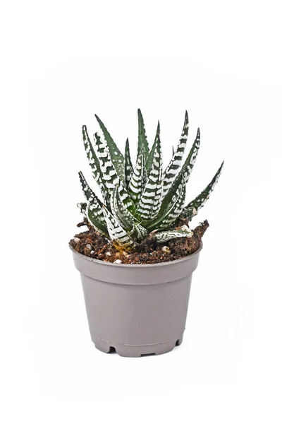 Potted Haworthia Fasciata Alba Zamatos Növény Fehér Alapon — Stock Fotó