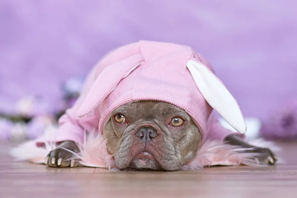 Aranyos Orgona Francia Bulldog Visel Rózsaszín Húsvéti Nyuszi Jelmez Kapucnis — Stock Fotó