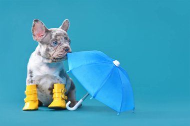 Şemsiyeli Fransız Bulldog köpeği ve mavi arka planda fotokopi alanı olan yağmur botları.