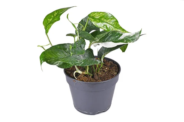 Exotische Zimmerpflanze Epipremnum Pinnatum Variegata Mit Schmalen Blättern Mit Weißen — Stockfoto