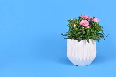 Mavi arka planda, saksıda pembe Dianthus çiçekleri