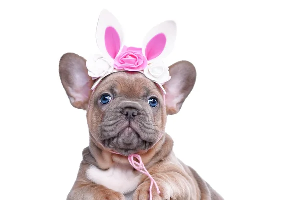Zajączek Wielkanocny French Bulldog Szczeniak Nosi Kwiatowe Uszy Królika Opaska — Zdjęcie stockowe