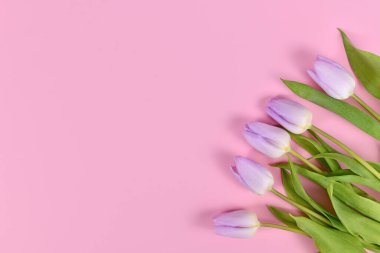 Fotokopi alanı olan pembe arka planın köşesinde mor lale çiçekleri
