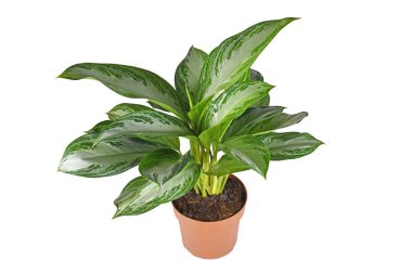 Tropical 'Aglaonema Silver Bay' houseplant with silver pattern in flower pot on white background clipart