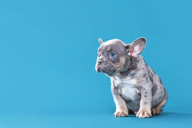 Mavi merle taba Fransız Bulldog köpeği mavi arka planda oturuyor