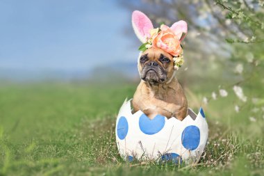 Paskalya tavşanı kulaklı Fransız Bulldog 'u. Noktalı yumurtanın içinde oturuyor.