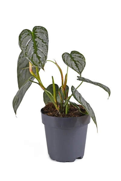 Mała Tropikalna Roślina Domowa Philodendron Brandtianum Srebrnym Wzorem Liściach Doniczce — Zdjęcie stockowe
