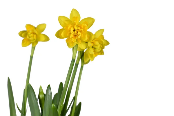 Gelbe Narzisse Clamineus Frühlingsblumen Auf Weißem Hintergrund — Stockfoto