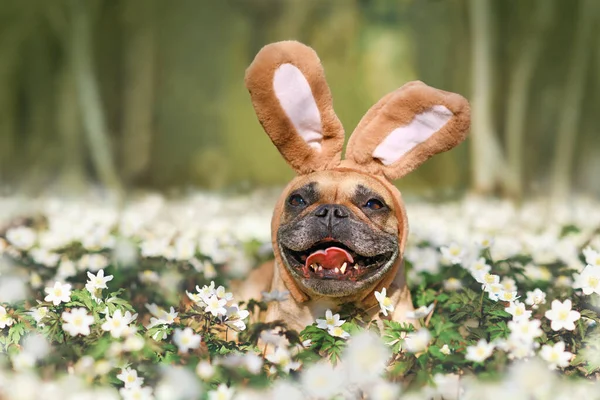 Smiling Easter French Bulldog Dog Rabbit Costume Ears Spring Flowers — Stock Photo, Image
