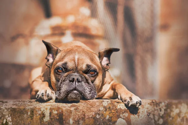 Fawn French Bulldog Dog Pointy Ears Lying — Stock Photo, Image