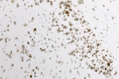 Beyaz oda duvarında büyüyen mantar küf lekeleri