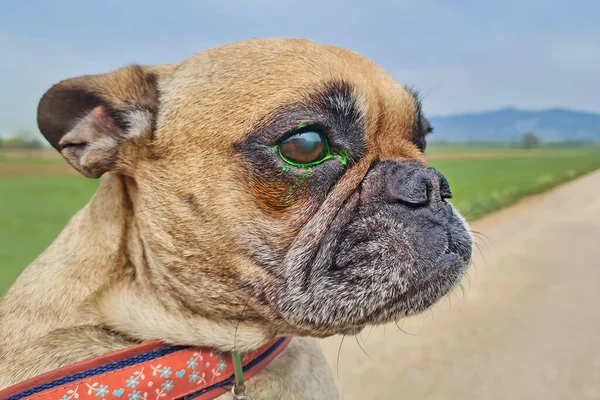 French Bulldog Dog Swollen Face Red Puffy Eyes Suffering Allergic — Stock  Photo © firn #408984930